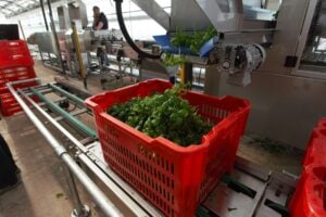Four Machines—Replaced by One: Trucco’s Game-Changing Solution for Basil Harvesting