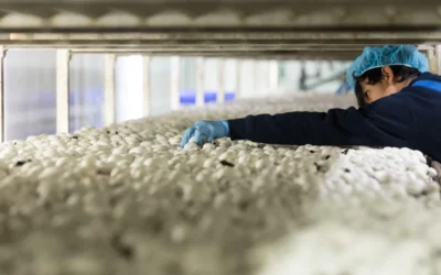 Sustainable Growth: Unitronics PLCs Automates Champignon Farm’s High-Tech Grow House